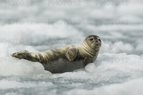 Harbour Seal or Common Seal