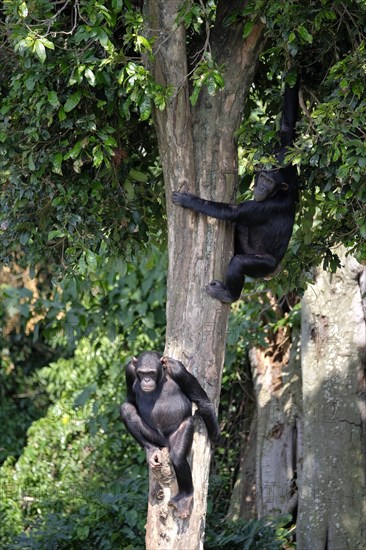 Two Chimpanzees