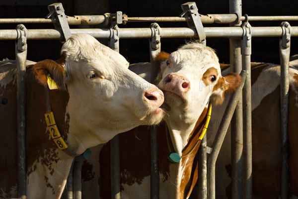 Dairy cows at a feed fence