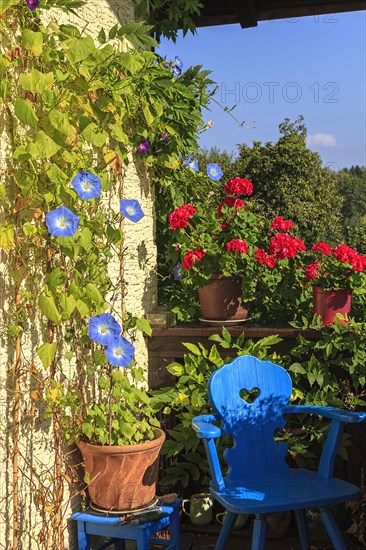 Morning Glory