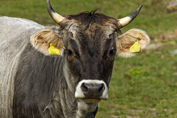 Tyrolean Grey dairy cow