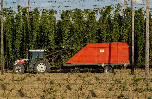 Hop harvest in Siegburg