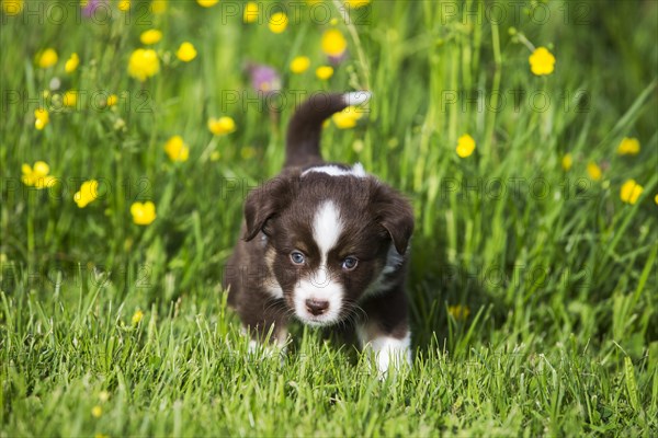 Miniature American Shepherd or Miniature Australian Shepherd or Mini Aussie puppy