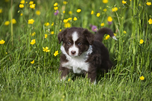 Miniature American Shepherd or Miniature Australian Shepherd or Mini Aussie puppy