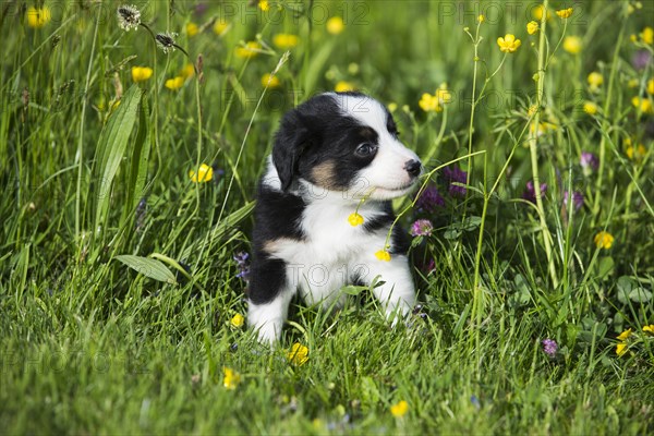 Miniature American Shepherd or Miniature Australian Shepherd or Mini Aussie puppy