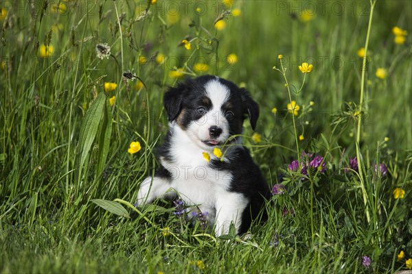 Miniature American Shepherd or Miniature Australian Shepherd or Mini Aussie puppy