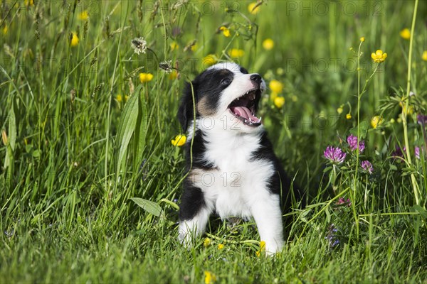 Miniature American Shepherd or Miniature Australian Shepherd or Mini Aussie puppy