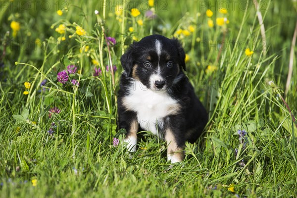 Miniature American Shepherd or Miniature Australian Shepherd or Mini Aussie puppy