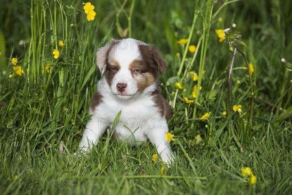 Miniature American Shepherd or Miniature Australian Shepherd or Mini Aussie puppy