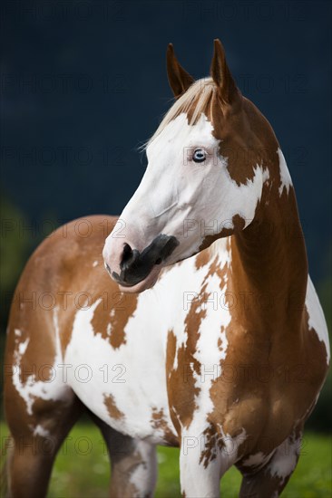 Sorrel Overo Paint Horse with a blue eye