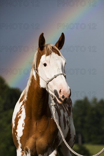 Sorrel Overo Paint Horse with rope holster against rainbow