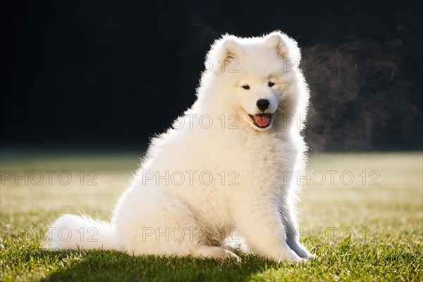 Samoyed dog