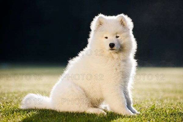 Samoyed dog