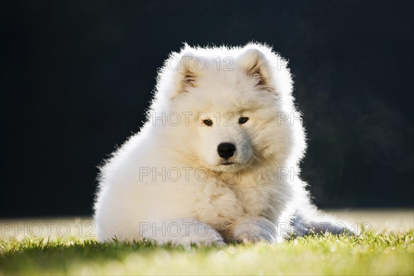 Samoyed dog