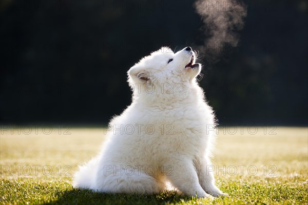 Samoyed dog