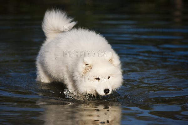 Samoyed dog