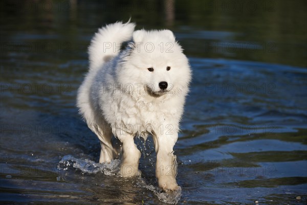 Samoyed dog