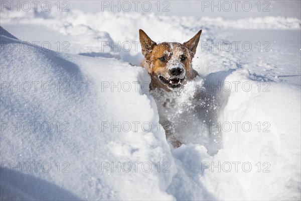 Australian Cattle Dog