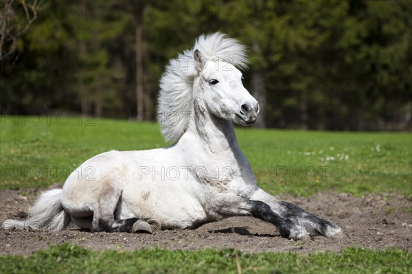 Pony getting up after rolling around