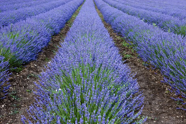 Rows of blooming purple lavender