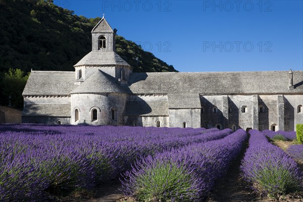 Cistercian abbey Abbaye Notre-Dame de Senanque with lavender field