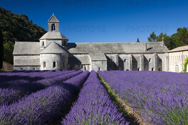 Cistercian abbey Abbaye Notre-Dame de Senanque with lavender field