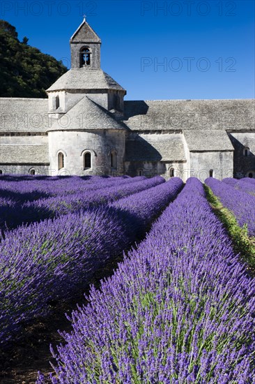 Cistercian abbey Abbaye Notre-Dame de Senanque with lavender field