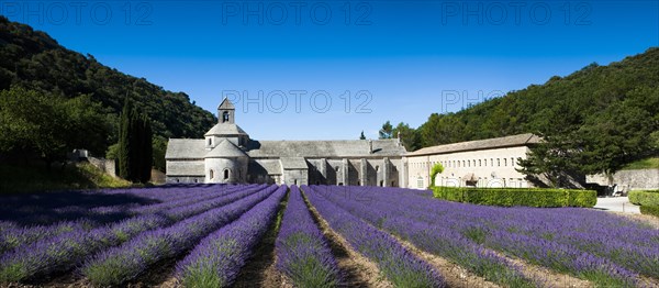 Cistercian abbey Abbaye Notre-Dame de Senanque with lavender field