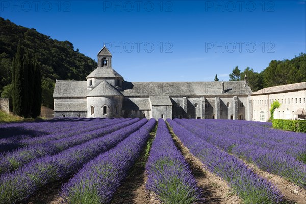 Cistercian abbey Abbaye Notre-Dame de Senanque with lavender field