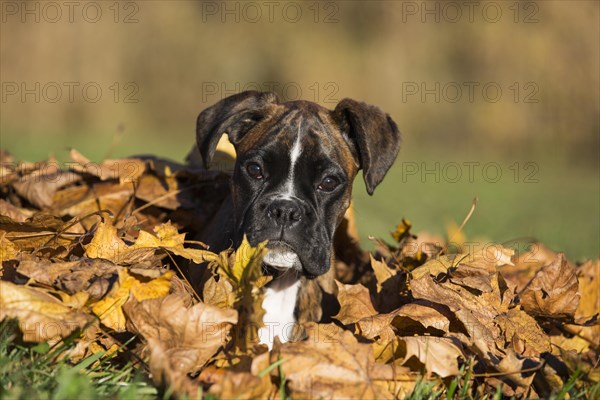 Boxer puppy lying in autumn leaves