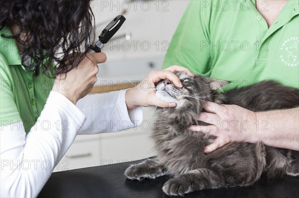 Veterinarian