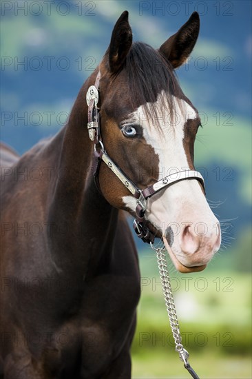 Paint Horse