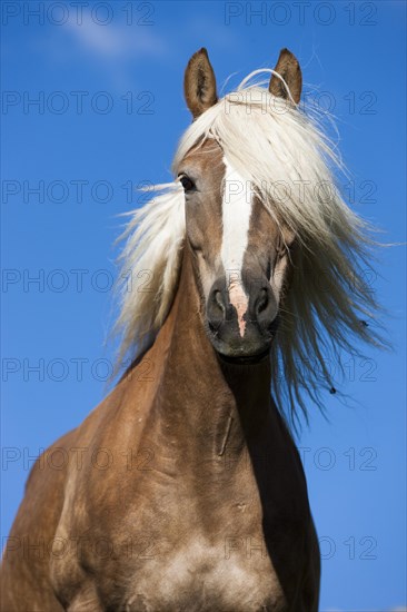 Haflinger