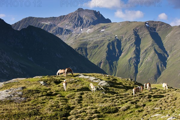 Haflinger on the mountain pasture