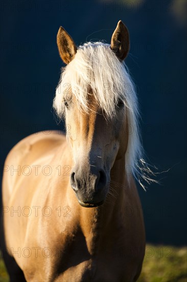 Haflinger on the mountain pasture