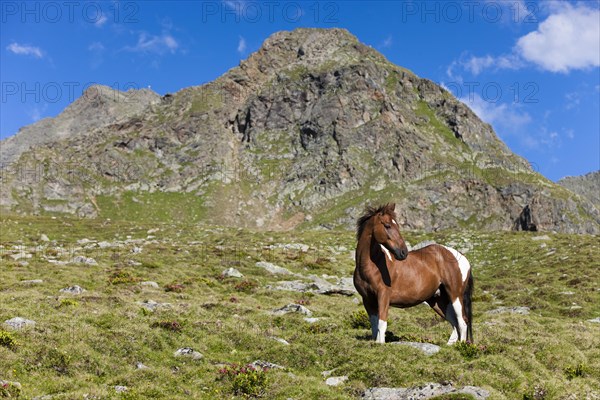 Pinto warmblood in the alps