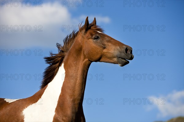 Pinto warmblood neighing