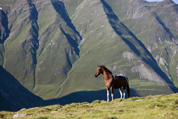 Pinto warmblood in the alps