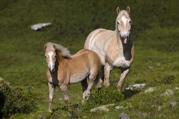 Haflinger horses on pasture