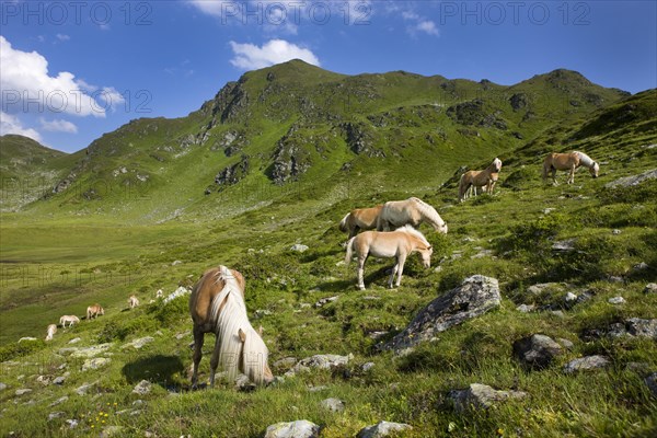 Haflinger horses grazing on the Sintersbach Hochalm pasture