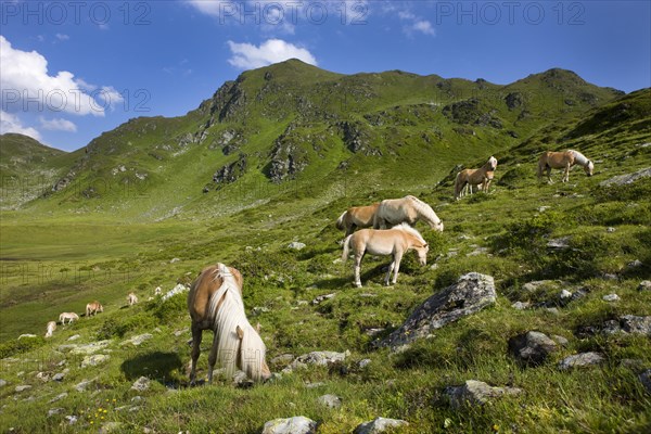 Haflinger horses grazing on the Sintersbach Hochalm pasture