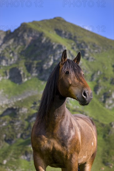 Noriker portrait