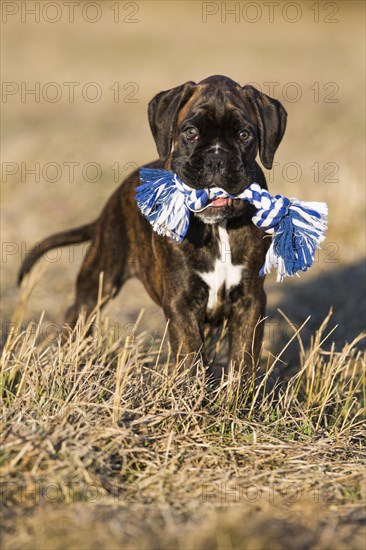 Boxer puppy