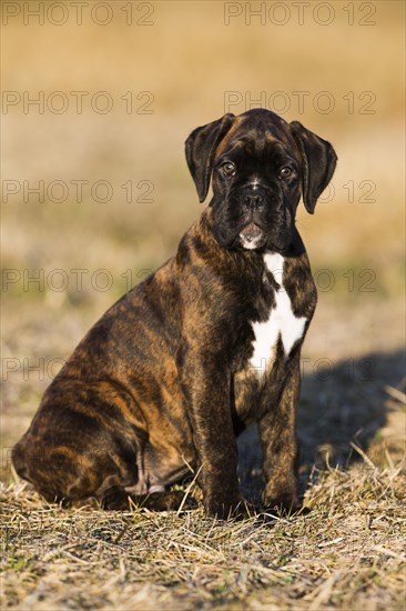 Boxer puppy
