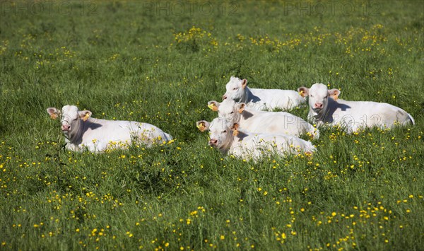 Charolais cattle