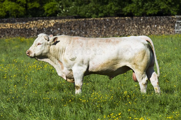 Charolais Cattle