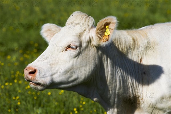 Charolais Cattle