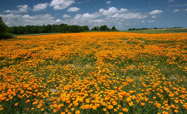 Field of blooming California poppy