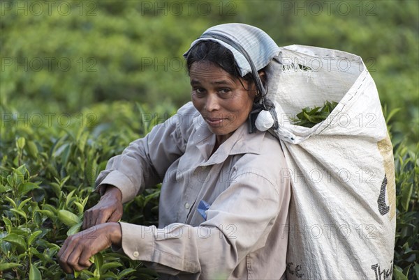 Tea picker at plantation