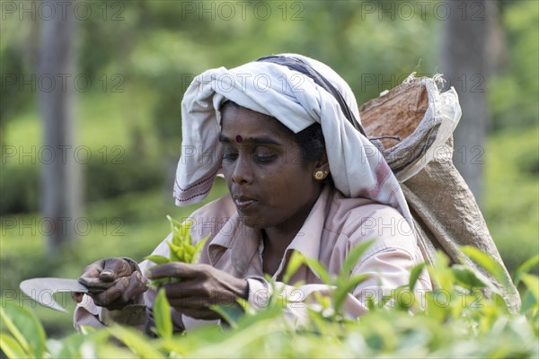 Tea picker at plantation